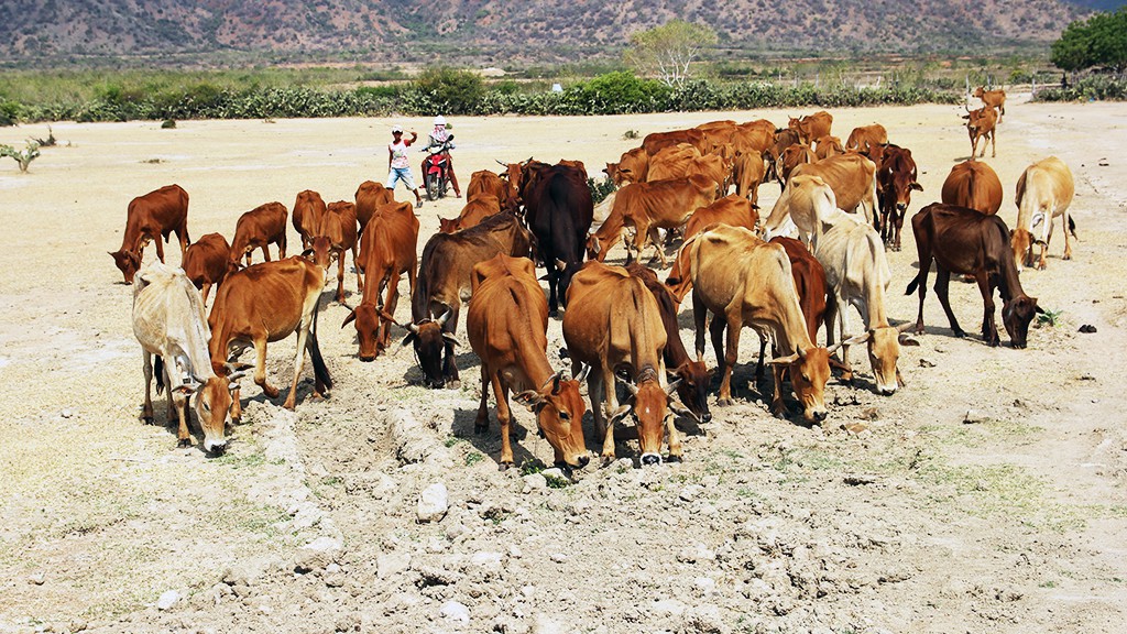 A herd of starving cows desperately look for food and water.