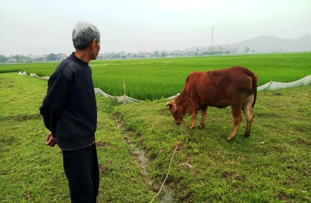 ​Vietnamese farmers asked to pay for cattle to graze in fields