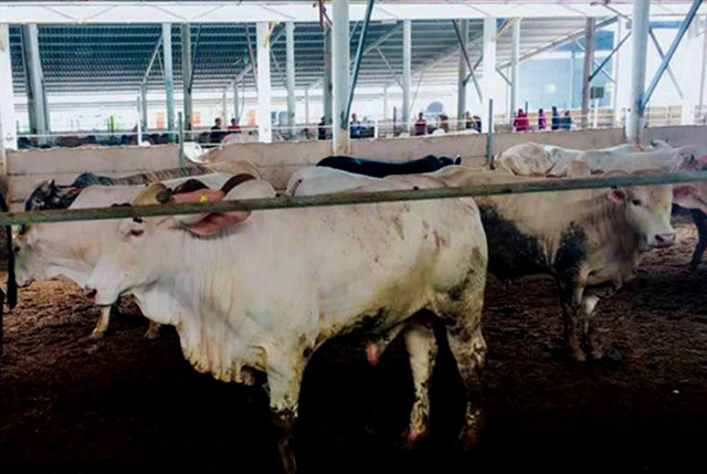 ​Cattle farm fined $3,000 for causing pollution in Vietnam