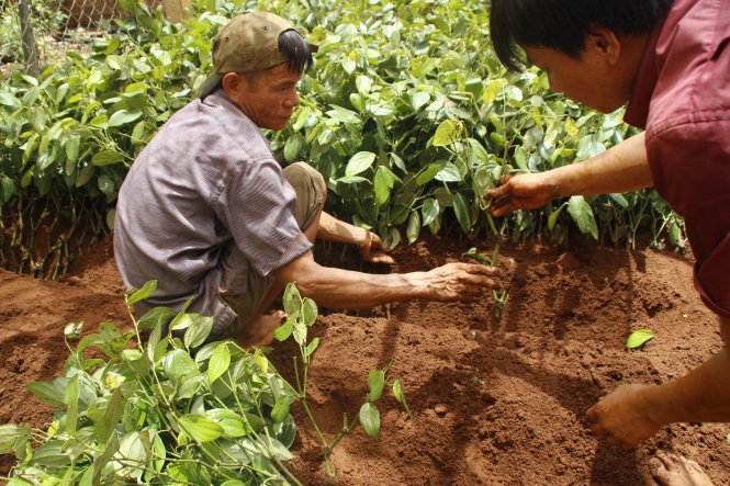Vietnam to cut black pepper farm area as global prices fall