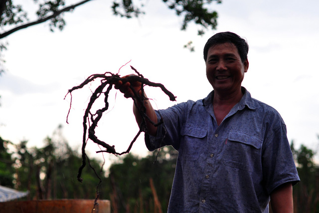 ​Vietnamese province warns growers against selling black-pepper roots 