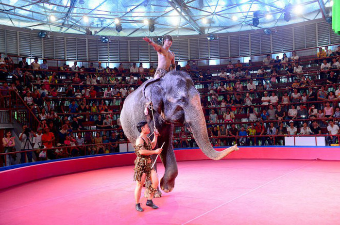 Vietnam park ceases animal circus shows following Asia for Animal Coalition request