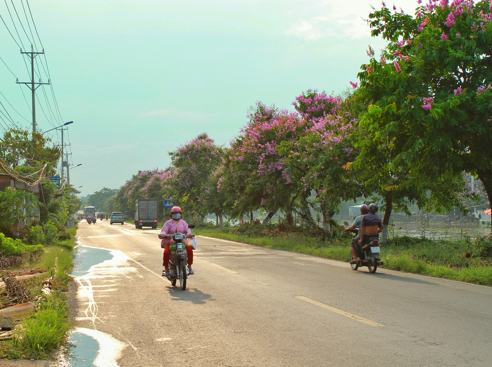 The normally vehicle-laden road seems less daunting with the cheerful blossoms hanging by the air.