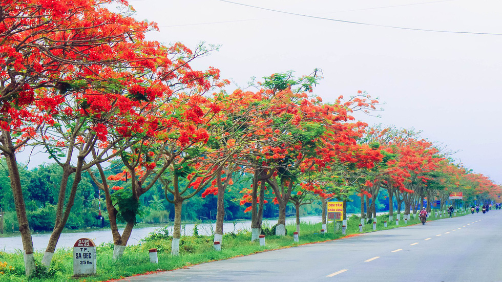 A row of blossoming flamboyant flowers are seen in Dong Thap Province, southern Vietnam. Photo: Tuoi Tre