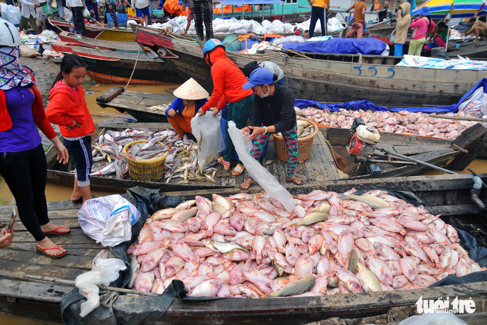 ​Massive fish deaths along southern Vietnamese river