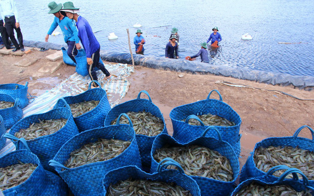 ​Vietnam’s shrimp export likely to miss $10bn target due to price drop