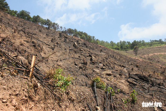 ​Vast area of protected forest wiped out due to mismanagement in northern Vietnam