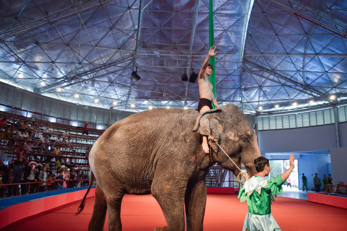 ​​Asia for Animal Coalition calls on Vietnam to end circus animal cruelty