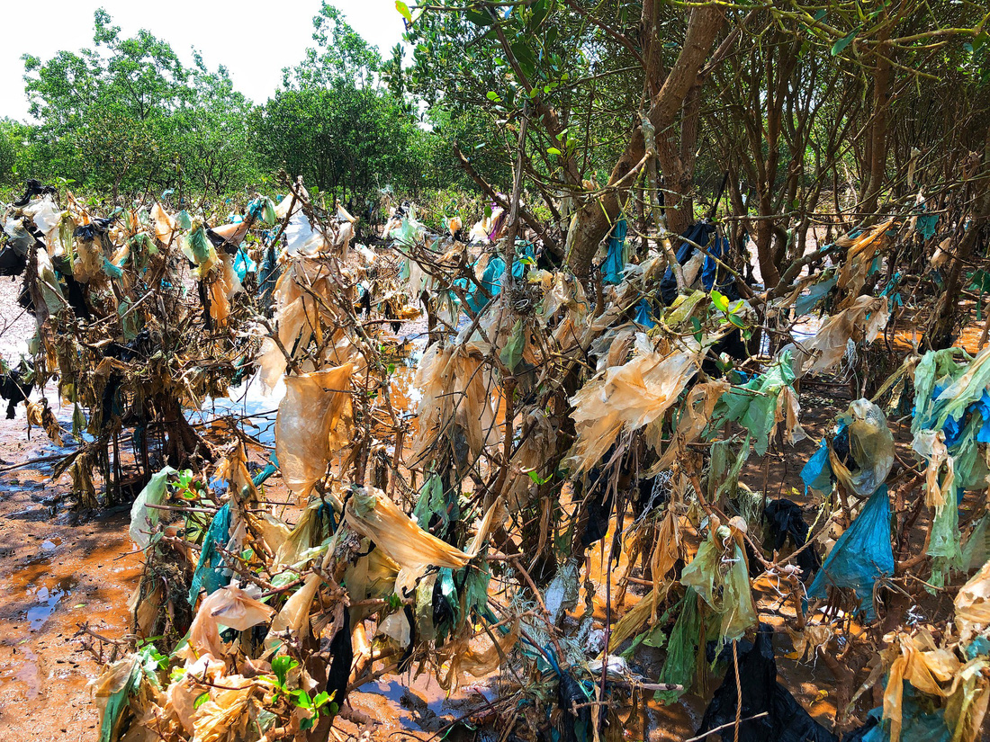Trash envelopes a once green mangrove swamp. Photo: Tuoi Tre