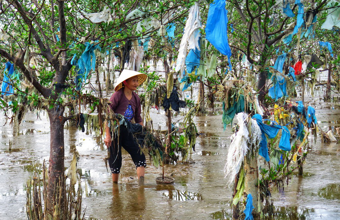 A woman sifts through the junk-ridden mangrove swamp. Photo: Tuoi Tre
