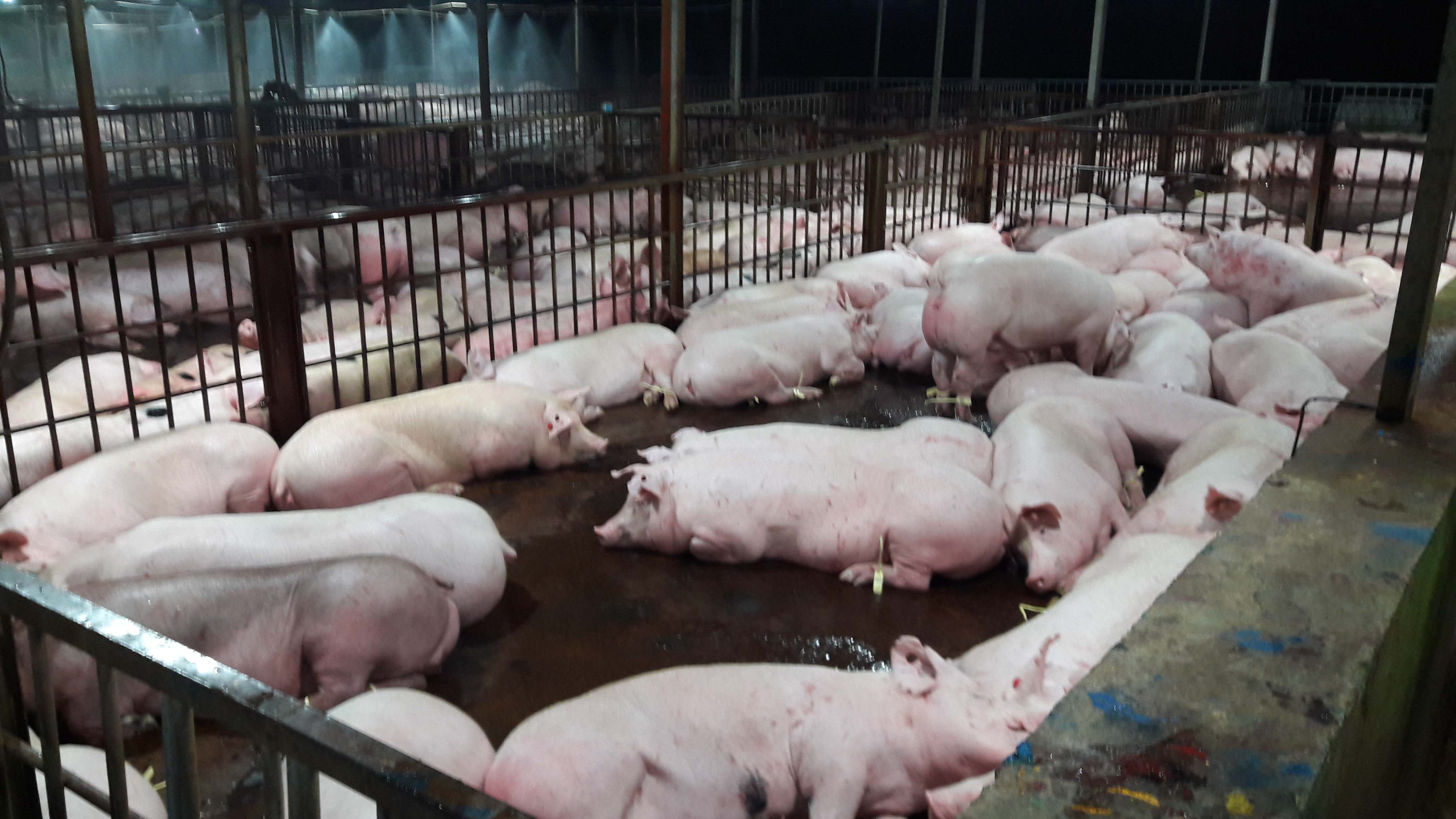 ​​Vietnam refuses to ban the use of sedatives on pigs despite widespread abuse