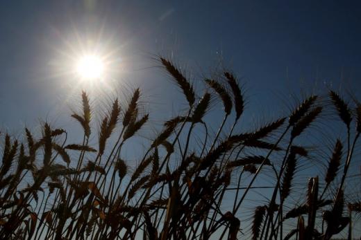 ​Ukraine says Vietnam to resume imports of its wheat