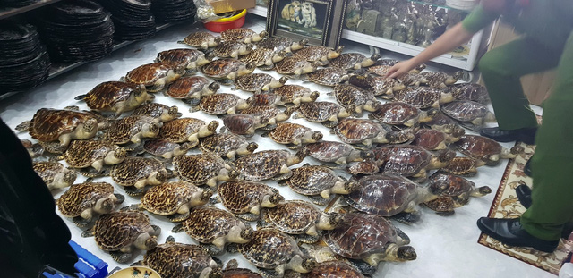 ​Police seize scores of taxidermied endangered turtles in southern Vietnam