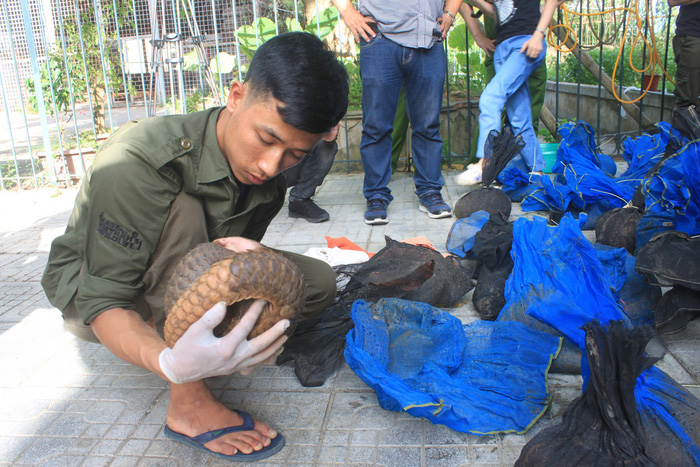 ​Dozens of endangered pangolins seized in Vietnam
