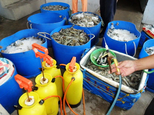 ​Scores of gel-injected shrimp found in north-central Vietnamese tourist magnet 