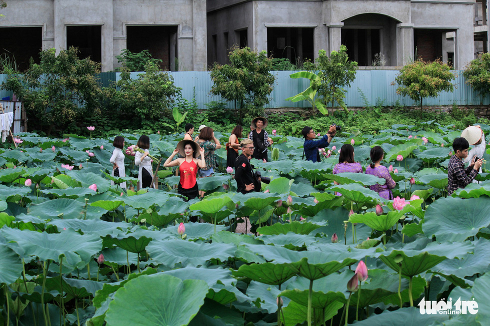 Numerous visitors are seen at lotus ponds along the West Lake in Hanoi. Photo: Tuoi Tre