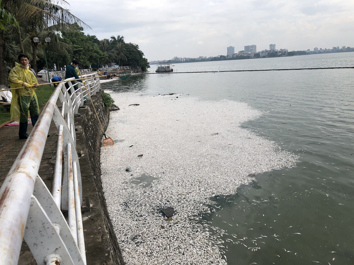 ​Numerous dead fish float in Hanoi’s largest lake 