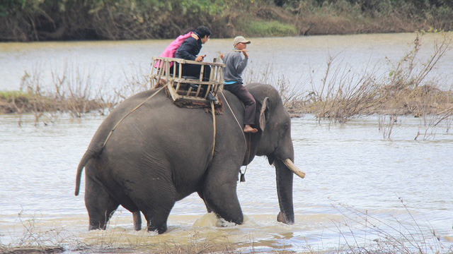 Vietnam national park given $65,000 grant to cease elephant riding