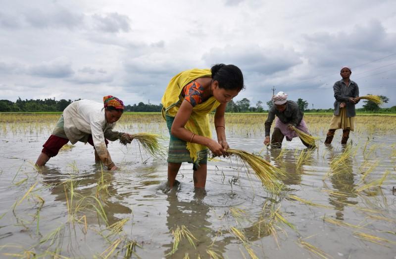 India rice rates slip on weak demand, rupee; Vietnam grapples with ample supply