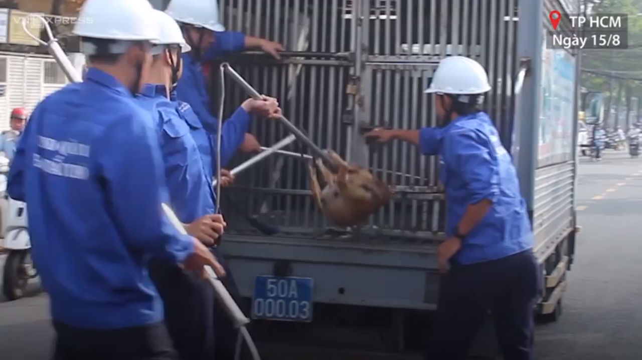 ​Ho Chi Minh City begins removing stray dogs from downtown streets