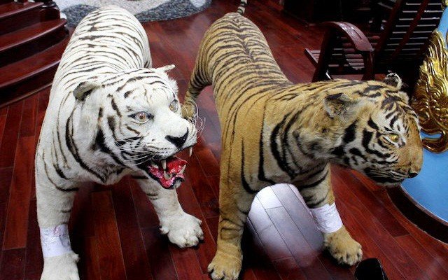 ​Vietnam man arrested for possession of mounted tigers