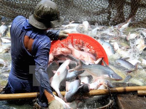 ​US cuts anti-dumping taxes on Vietnamese catfish