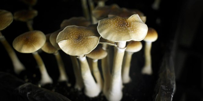 Illegal psychoactive mushrooms thrive in sales in Ho Chi Minh City