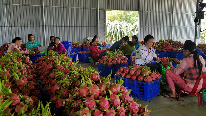 People prepare dragon fruits after collection at a farm in the south-central Vietnamese province of Binh Thuan. Photo: Tuoi Tre