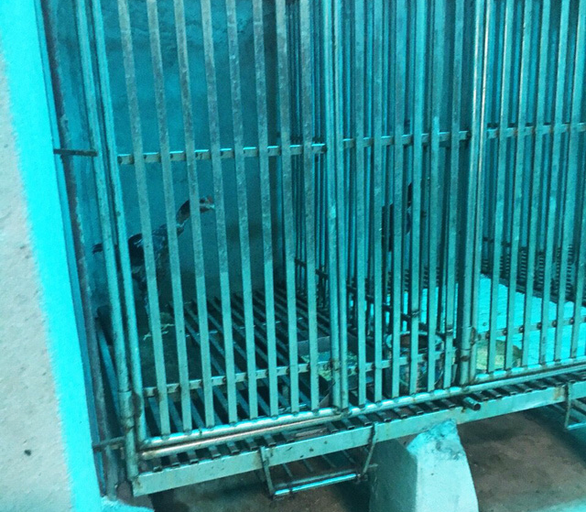 Two chickens are seen in the cages Education for Nature – Vietnam claims are also for keeping bears. Photo: Education for Nature – Vietnam