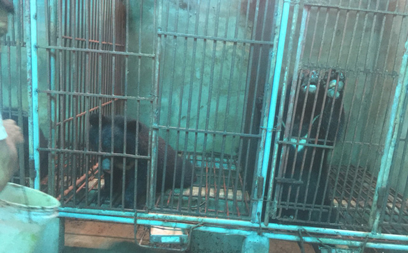 Vietnam police check alleged illegal bear farm on tip-off, find only chickens