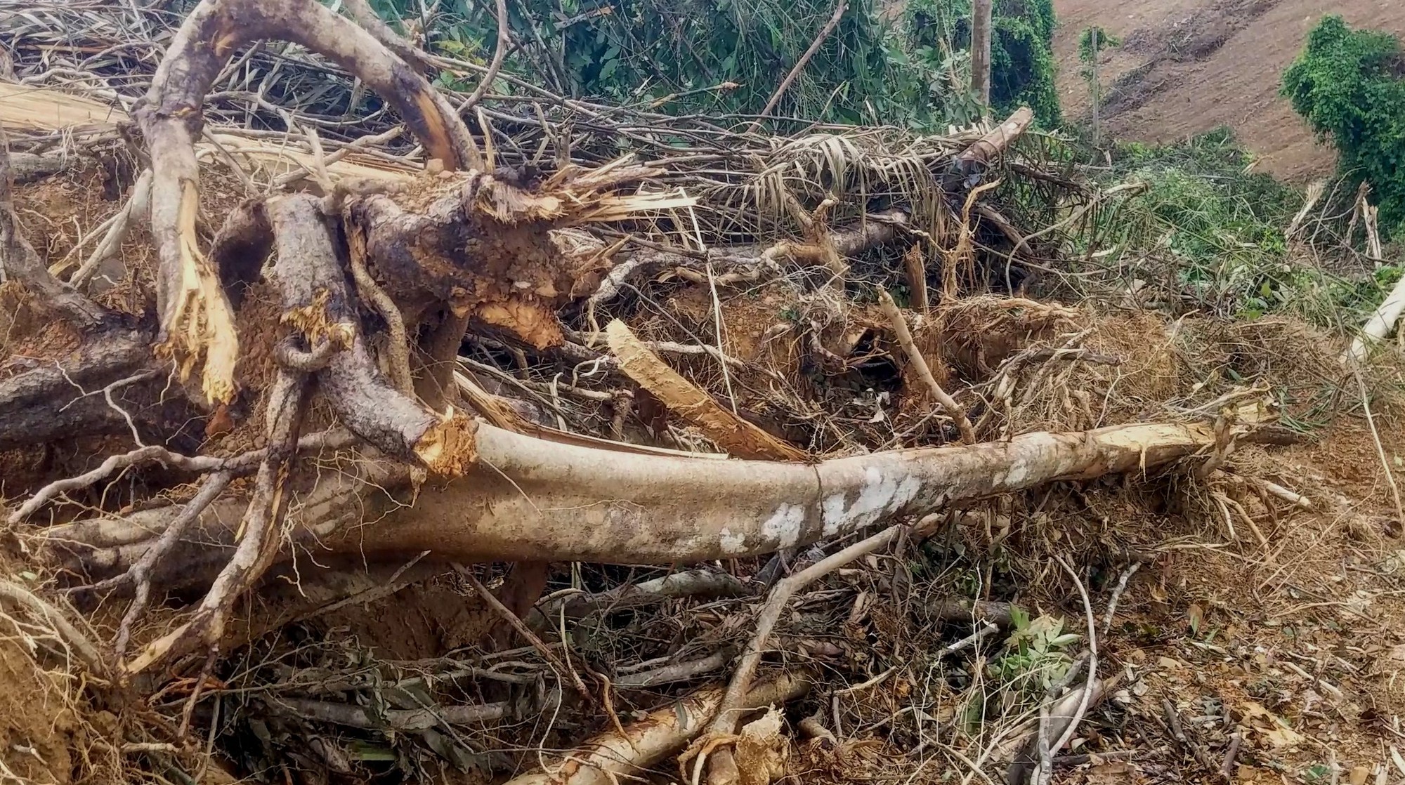 Fallen trees at the forest. Photo: Tuoi Tre
