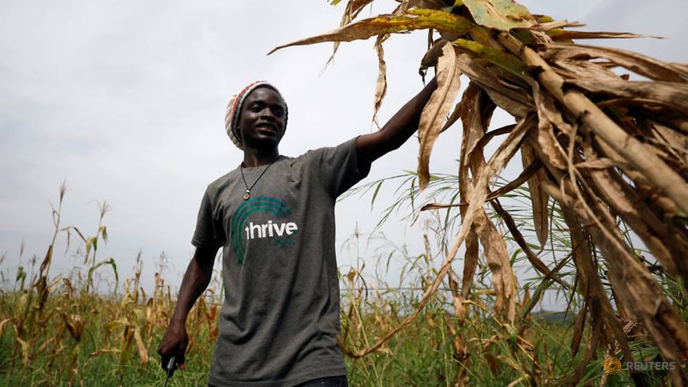 Hi-tech peer-to-peer networks let Nigerian farmers log on for cash
