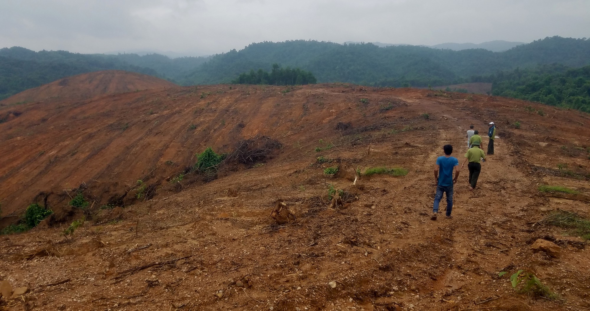 Many sections of the forest are now nothing but an empty piece of land. Photo: Tuoi Tre
