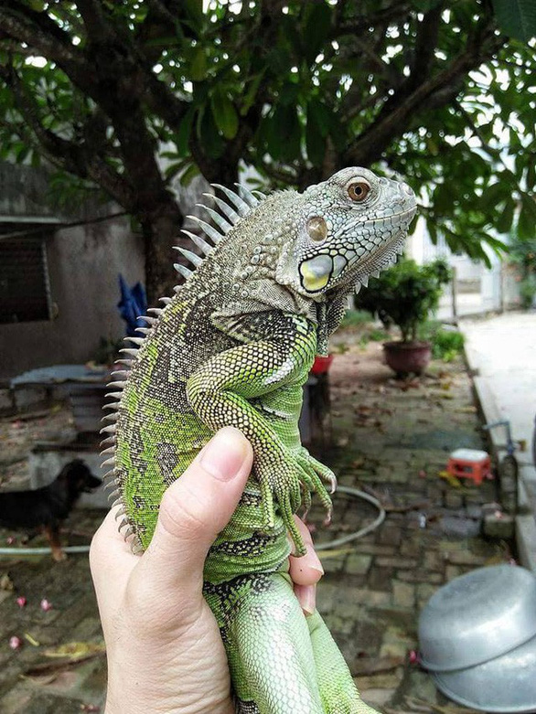 High-schooler keeps exotic reptiles as novel pets in Vietnam