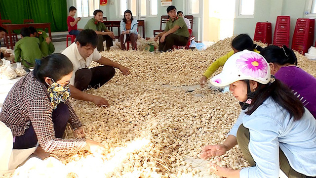 ‘Garlic kingdom’ in Vietnam struggles to sell its spice