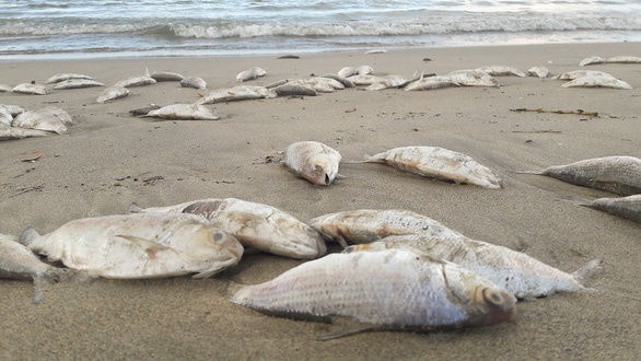 Dead fish found on Da Nang beach