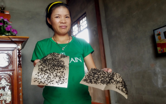 Fly swarms distress locals in north-central Vietnam