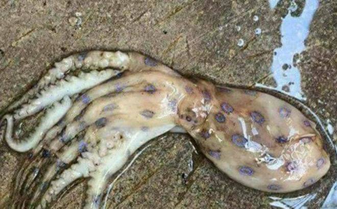 Authorities refute rumors of ‘venomous squid’ on Vietnam’s Phu Quoc Island