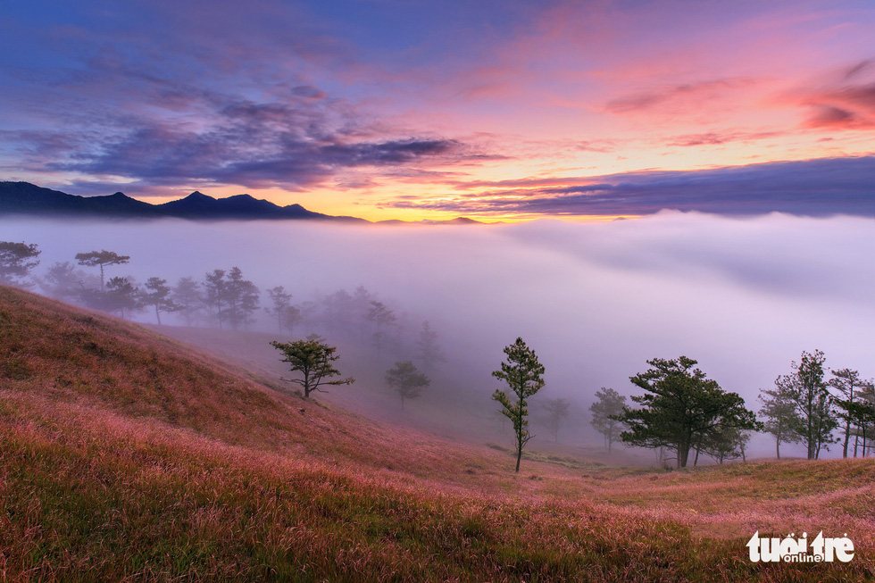 Check out the pink grass blanketing these hills in Vietnam’s central highlands