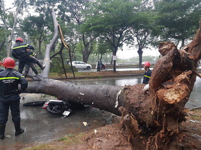 One killed, another injured as gusts knock down trees in Ho Chi Minh City