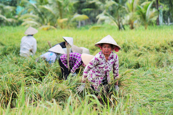 Farmers rescue rice paddies following storm in Vietnam’s Mekong Delta