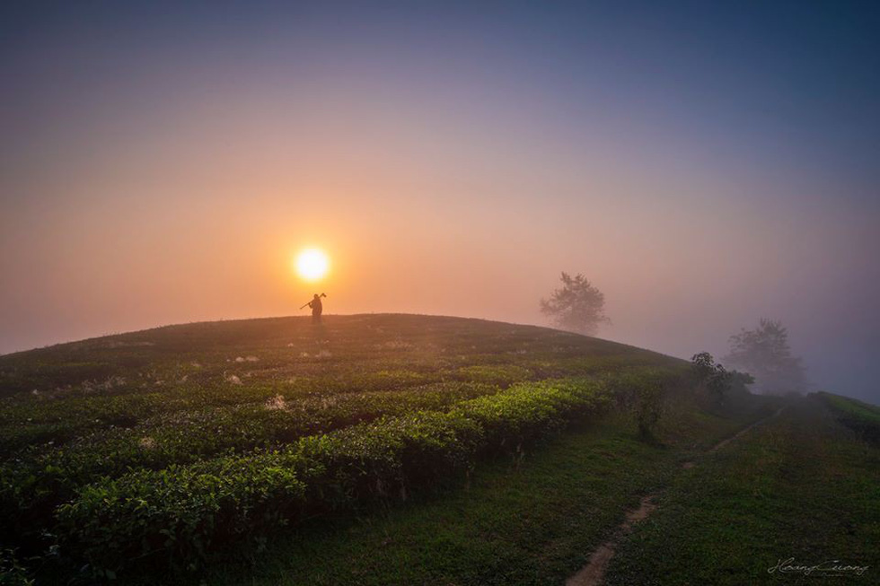 Tea hill farm turns into tourist attraction in northern Vietnam