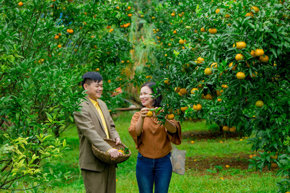 Picking ripe mandarin oranges at orchards in northern Vietnam