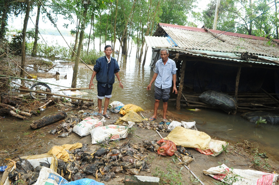 Farmers reel from mass livestock death after severe floods rack central Vietnam