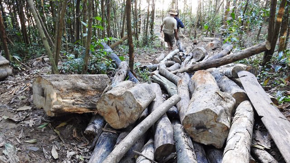 Central Vietnamese forest suffers from illegal logging, lack of oversight