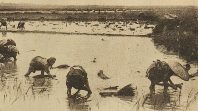 WWII Vietnamese immigrants to France revive rice cultivation in its breadbasket Camargue
