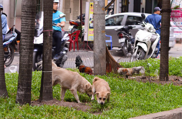 Hanoi, Da Nang to tighten management of pets