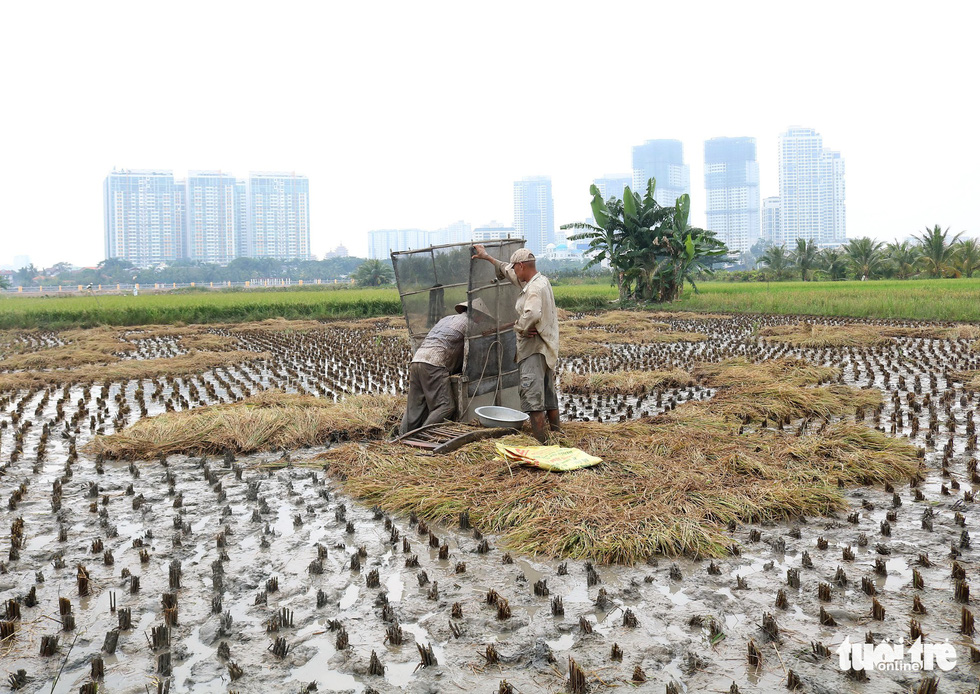 Farmers harvest rice next to high-rises in Ho Chi Minh City