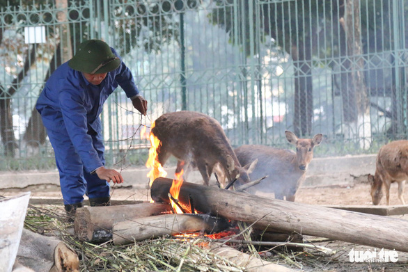 Hanoi zoo turns up the heat as cold spell freezes city
