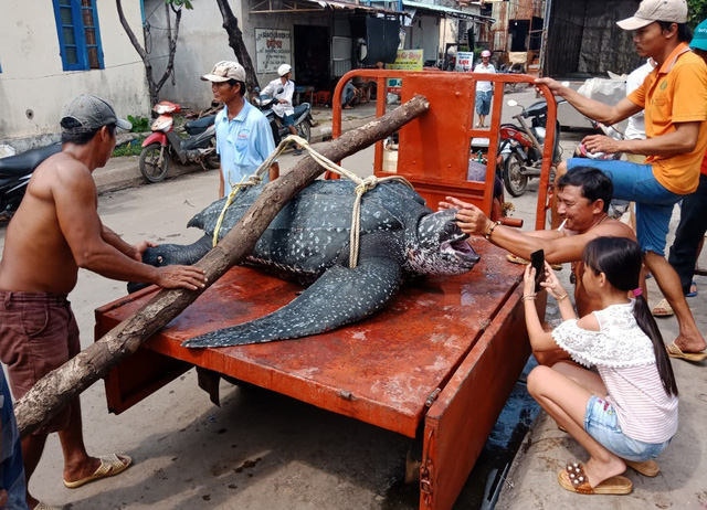 150kg endangered turtle found dead in fishing net off Vietnam’s Phu Quoc Island